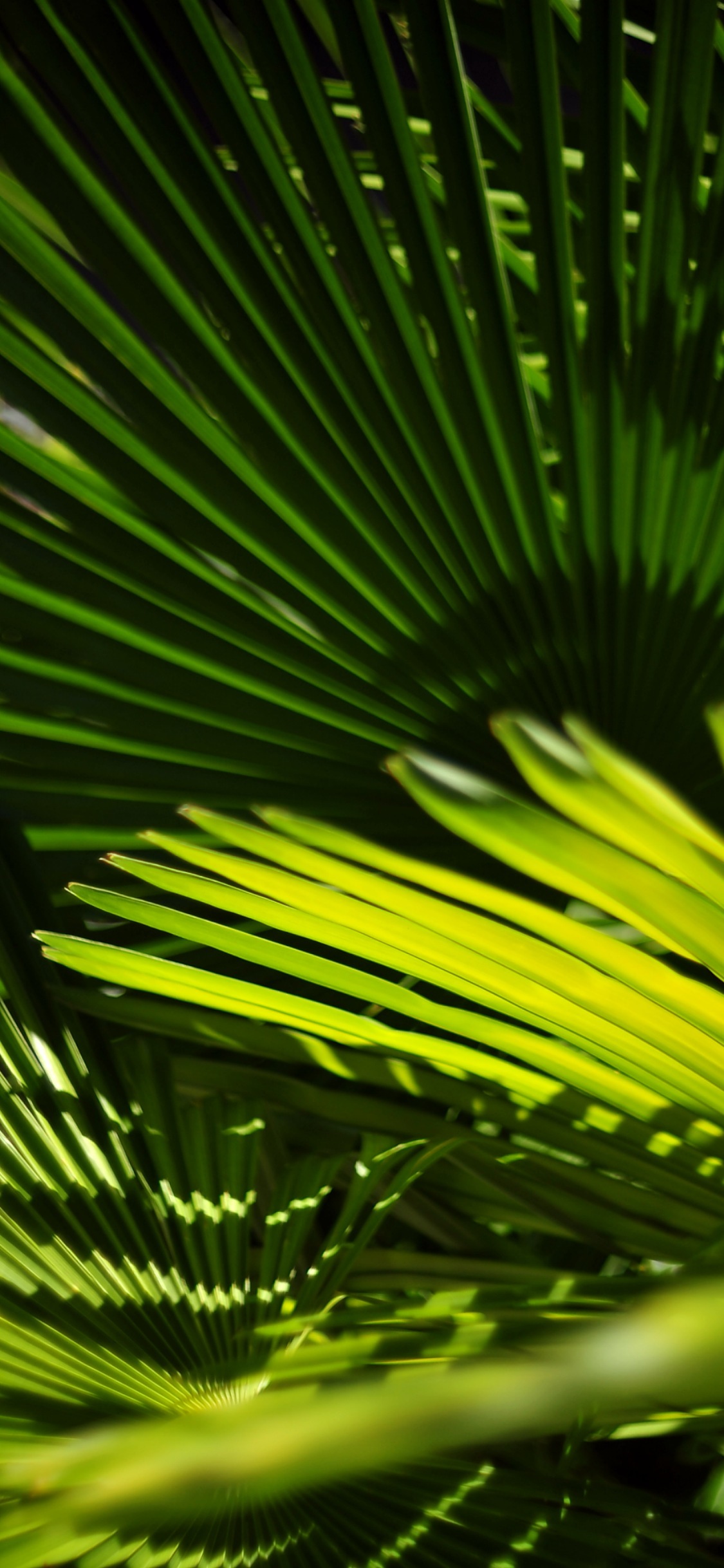 Green, Vegetation, Leaf, Nature, Terrestrial Plant. Wallpaper in 1125x2436 Resolution