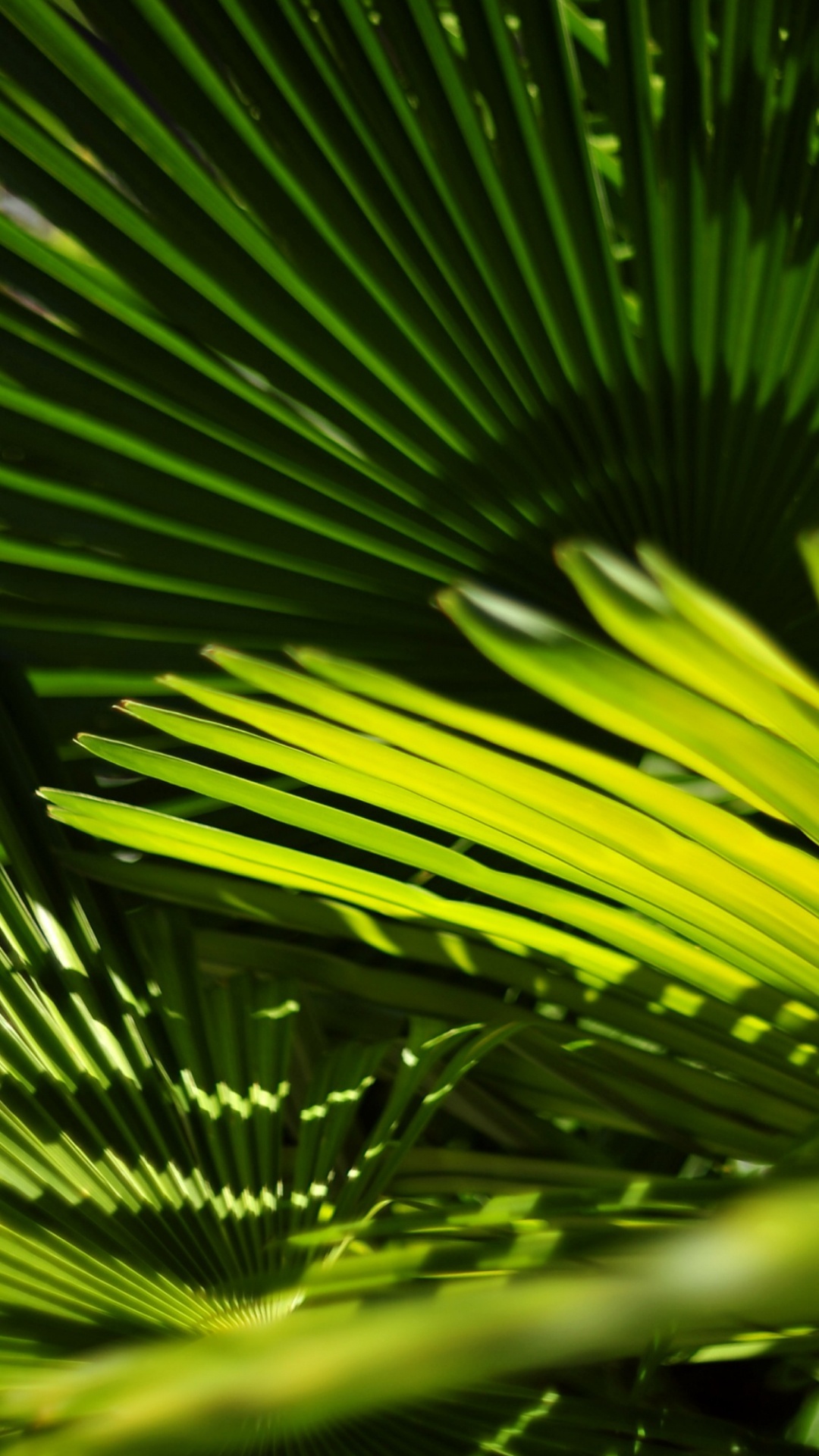 Gr, Vegetation, Blatt, Natur, Terrestrische Pflanzen. Wallpaper in 1080x1920 Resolution