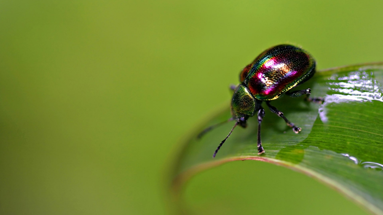 Escarabajo Verde y Negro Sobre Hojas Verdes en Fotografía de Cerca. Wallpaper in 1280x720 Resolution