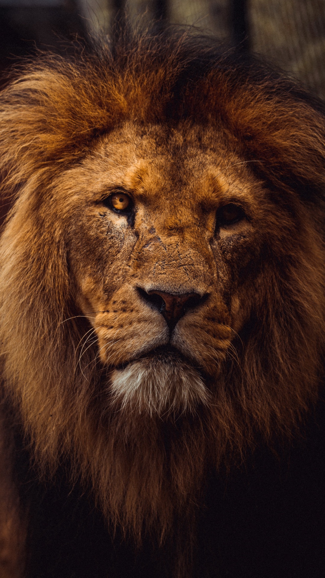 Estética Del León, Leones, Tigre, Felidae, Masai León. Wallpaper in 1080x1920 Resolution