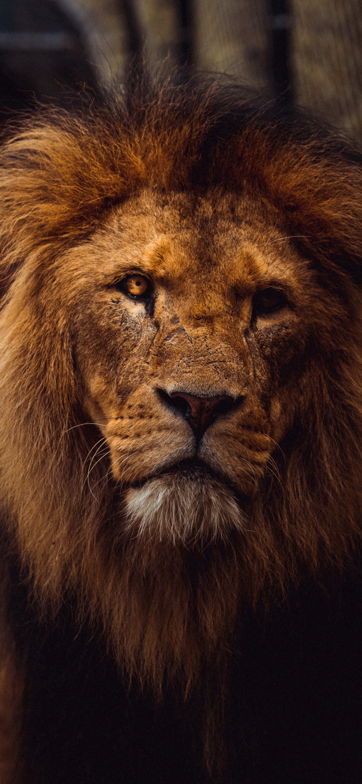 Estética Del León, Leones, Tigre, Felidae, Masai León. Wallpaper in 1242x2688 Resolution