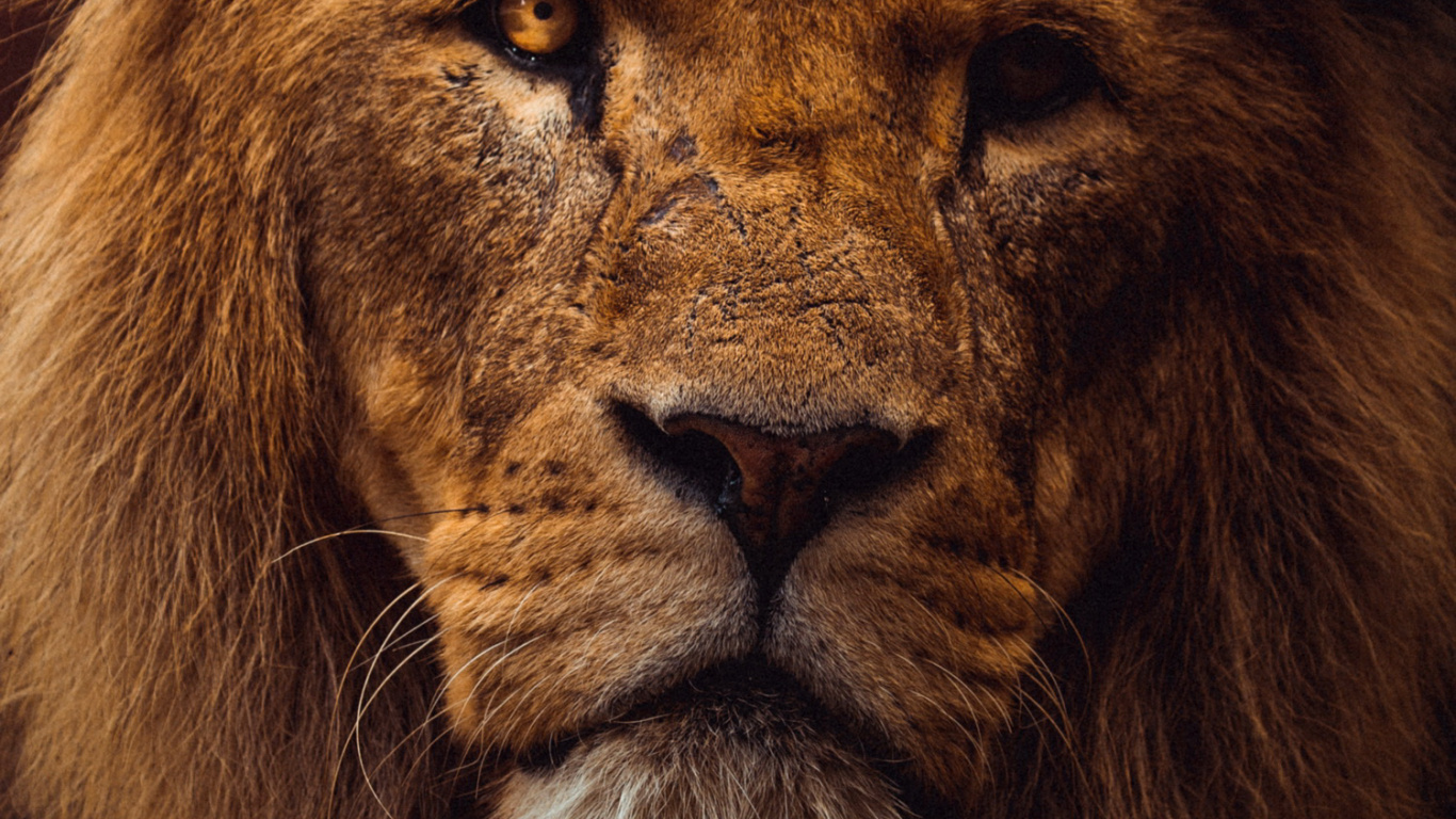 Estética Del León, Leones, Tigre, Felidae, Masai León. Wallpaper in 1366x768 Resolution