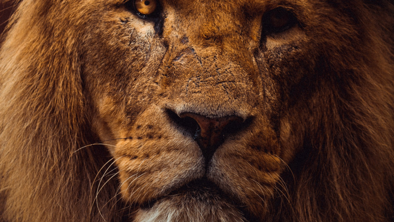 Esthétique du Lion, Lion, Tigre, Felidae, Masai Lion. Wallpaper in 1280x720 Resolution