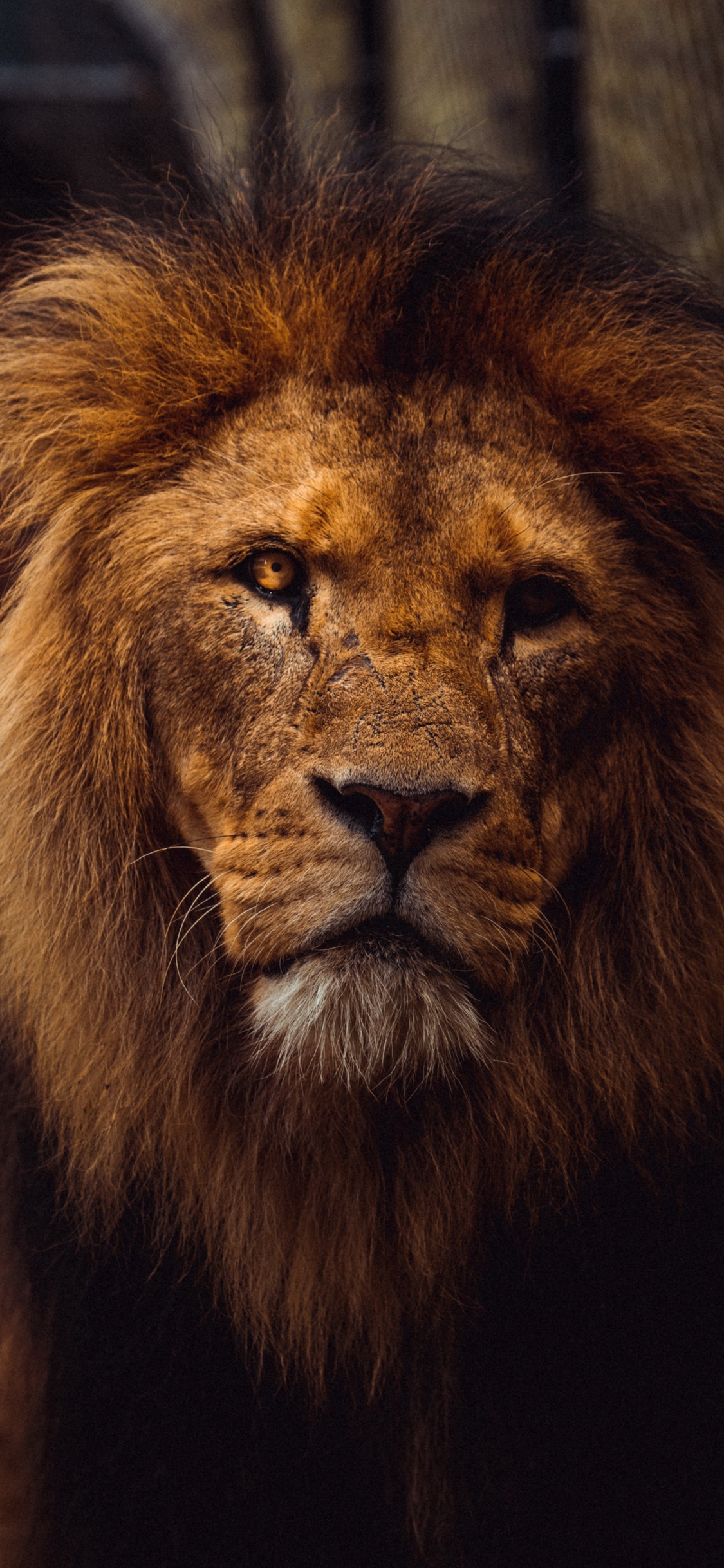 Lion Aesthetic, Lion, Tiger, Felidae, Masai Lion. Wallpaper in 1125x2436 Resolution