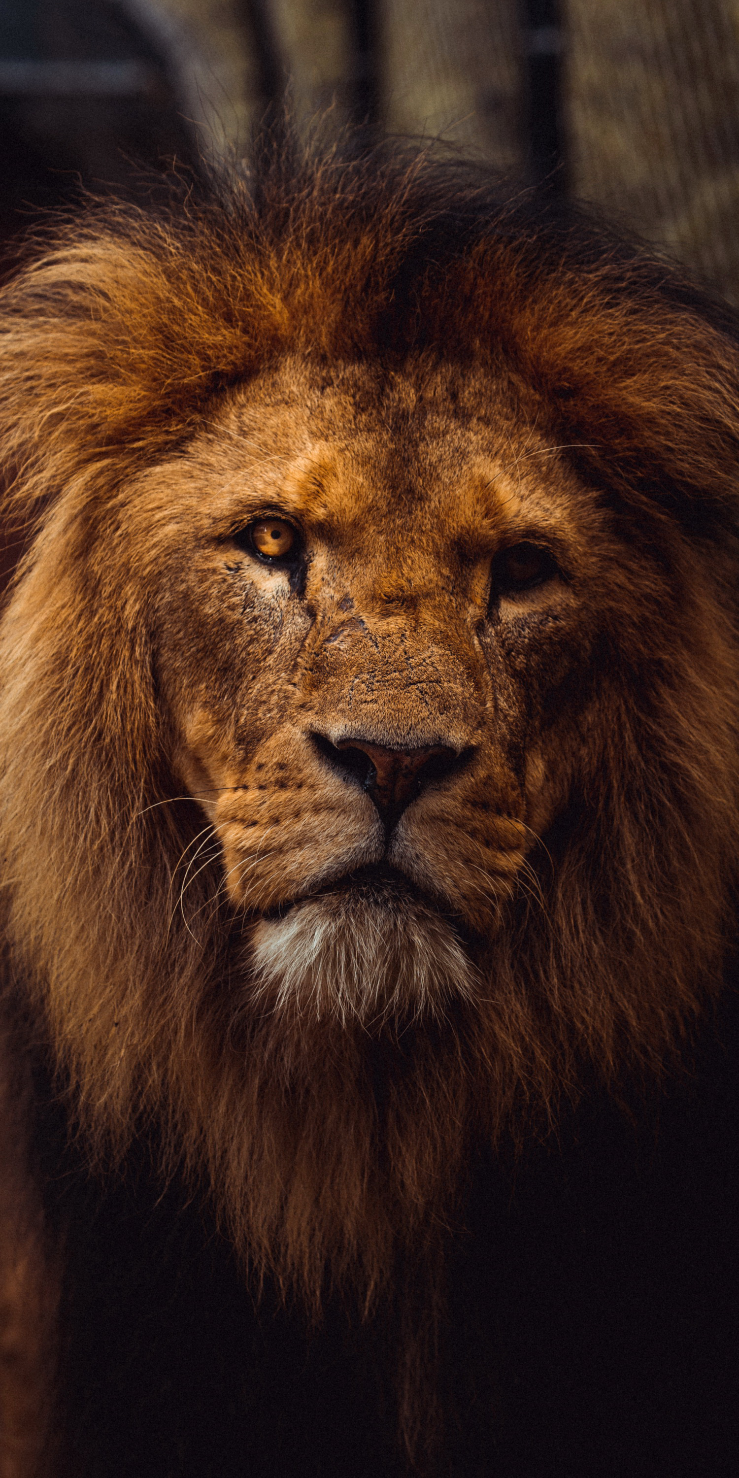 44+] Lion Wallpaper HD 1080P - WallpaperSafari