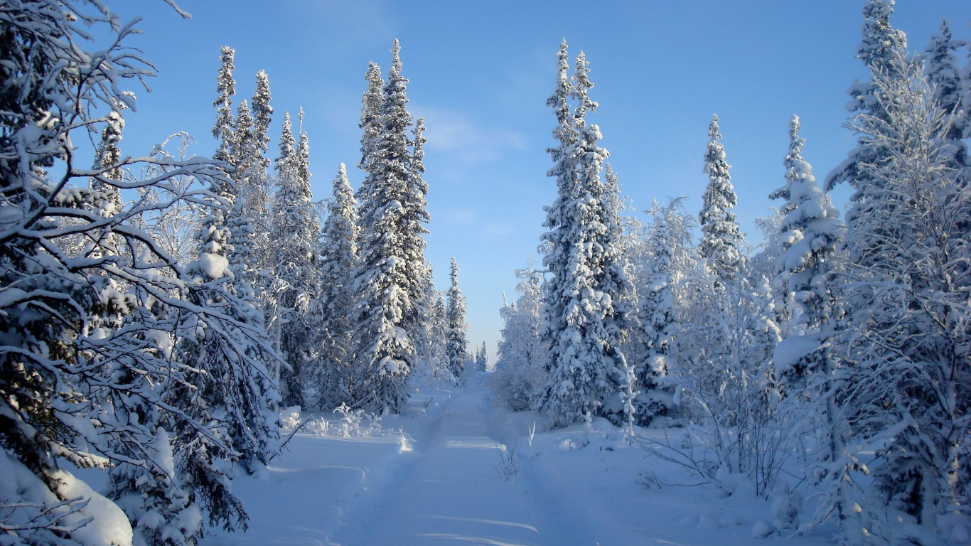 Snow Covered Pine Trees Under Blue Sky During Daytime. Wallpaper in 1366x768 Resolution