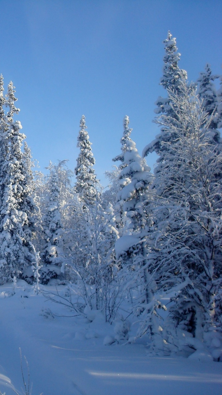 Snow Covered Pine Trees Under Blue Sky During Daytime. Wallpaper in 720x1280 Resolution