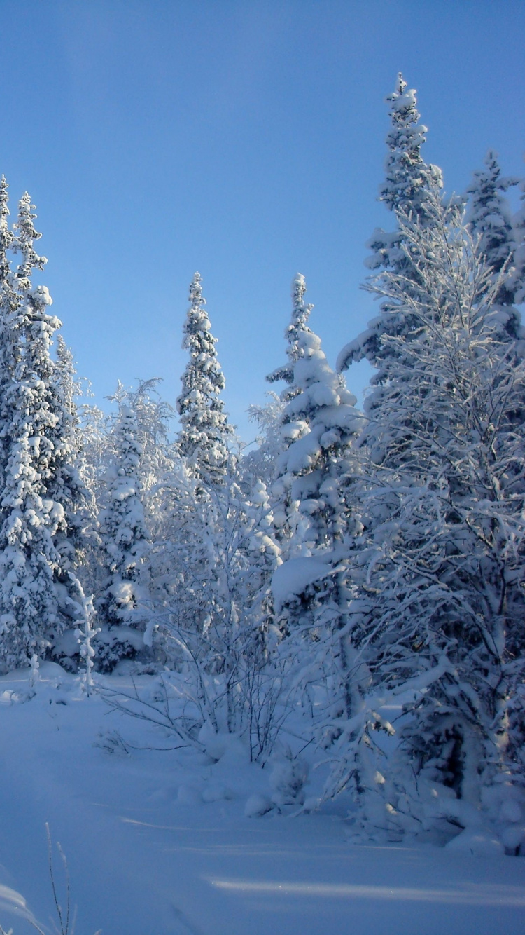 Snow Covered Pine Trees Under Blue Sky During Daytime. Wallpaper in 750x1334 Resolution