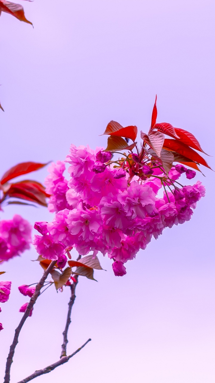 Pink Flower on Brown Tree Branch. Wallpaper in 720x1280 Resolution