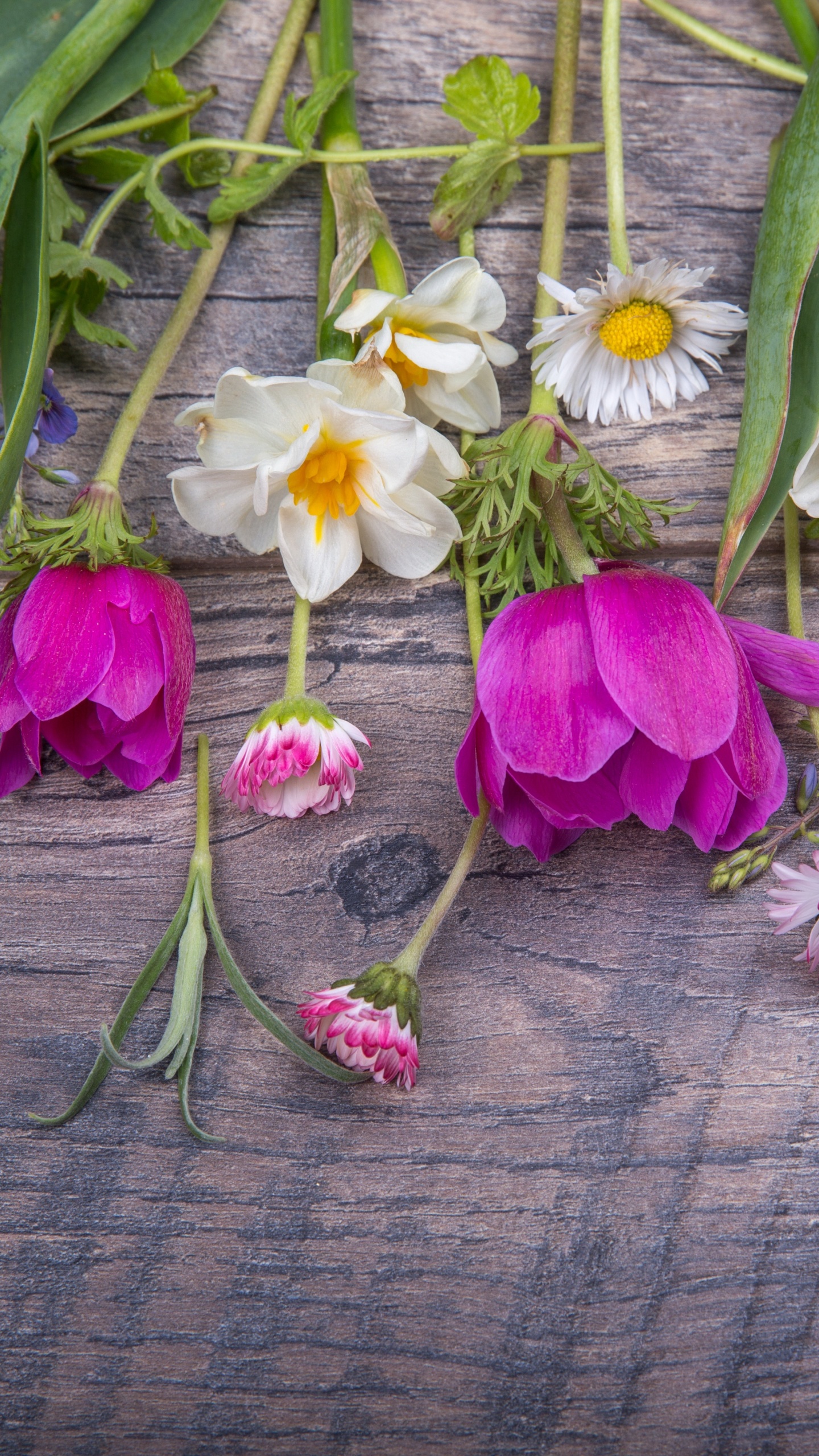 Flora, Blumenmuster, Schnittblumen, Veilchen, Rose. Wallpaper in 1440x2560 Resolution
