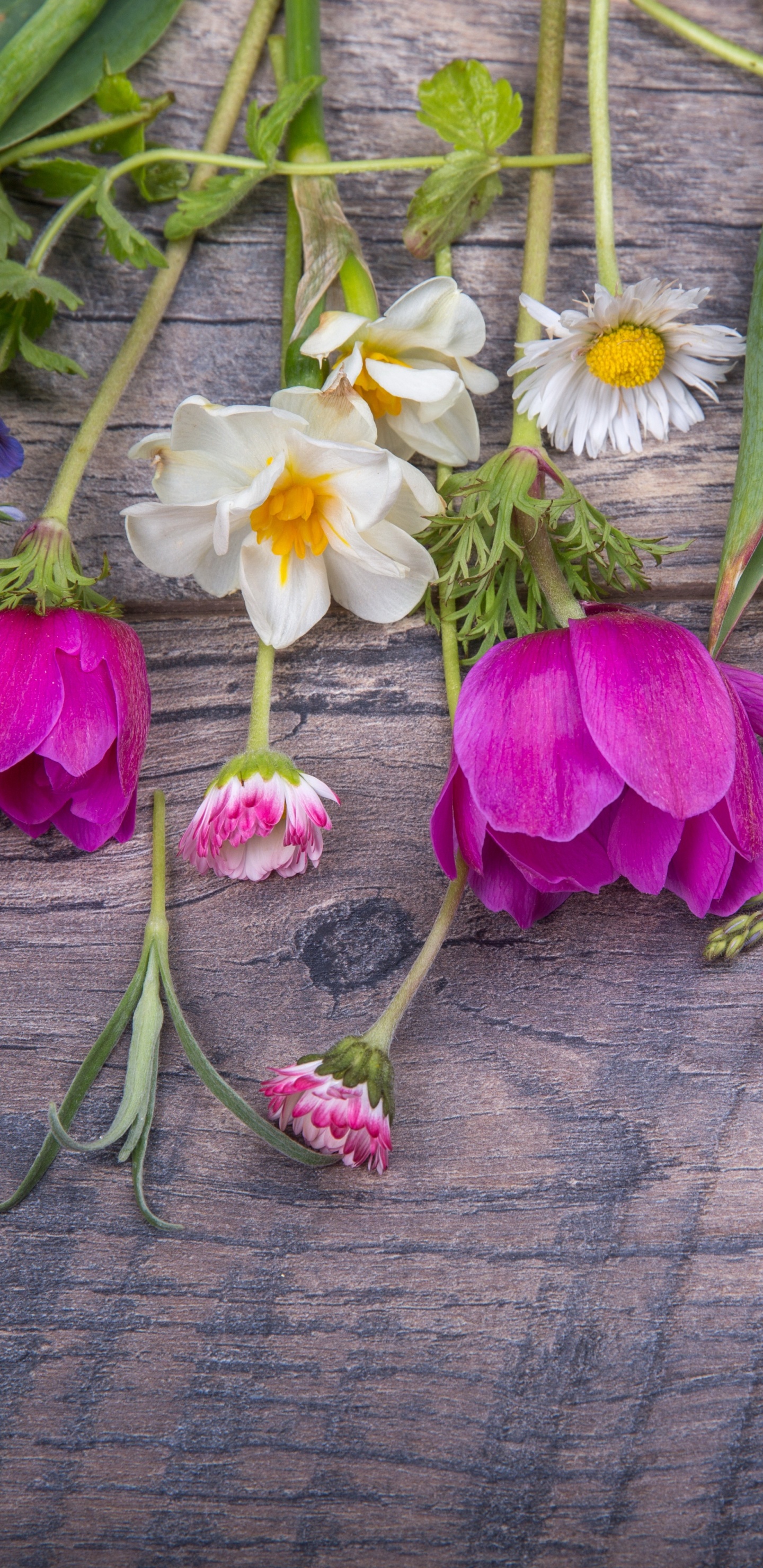 Flora, Floral Design, Flower, Cut Flowers, Violet. Wallpaper in 1440x2960 Resolution