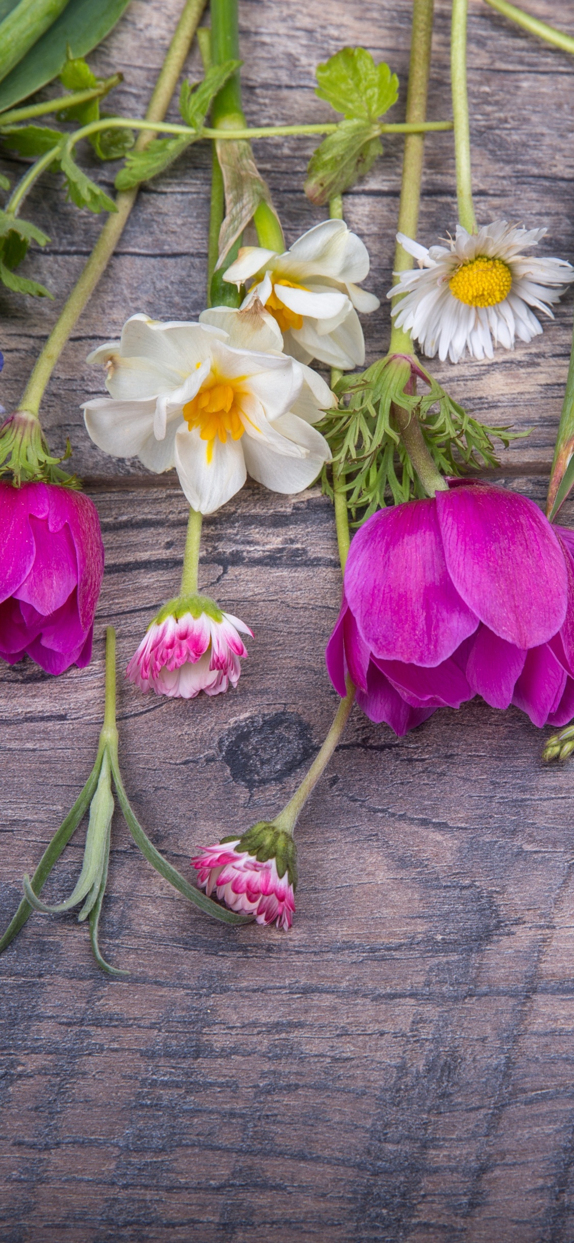 Flore, Design Floral, Les Fleurs Coupées, Violette, Roses. Wallpaper in 1125x2436 Resolution