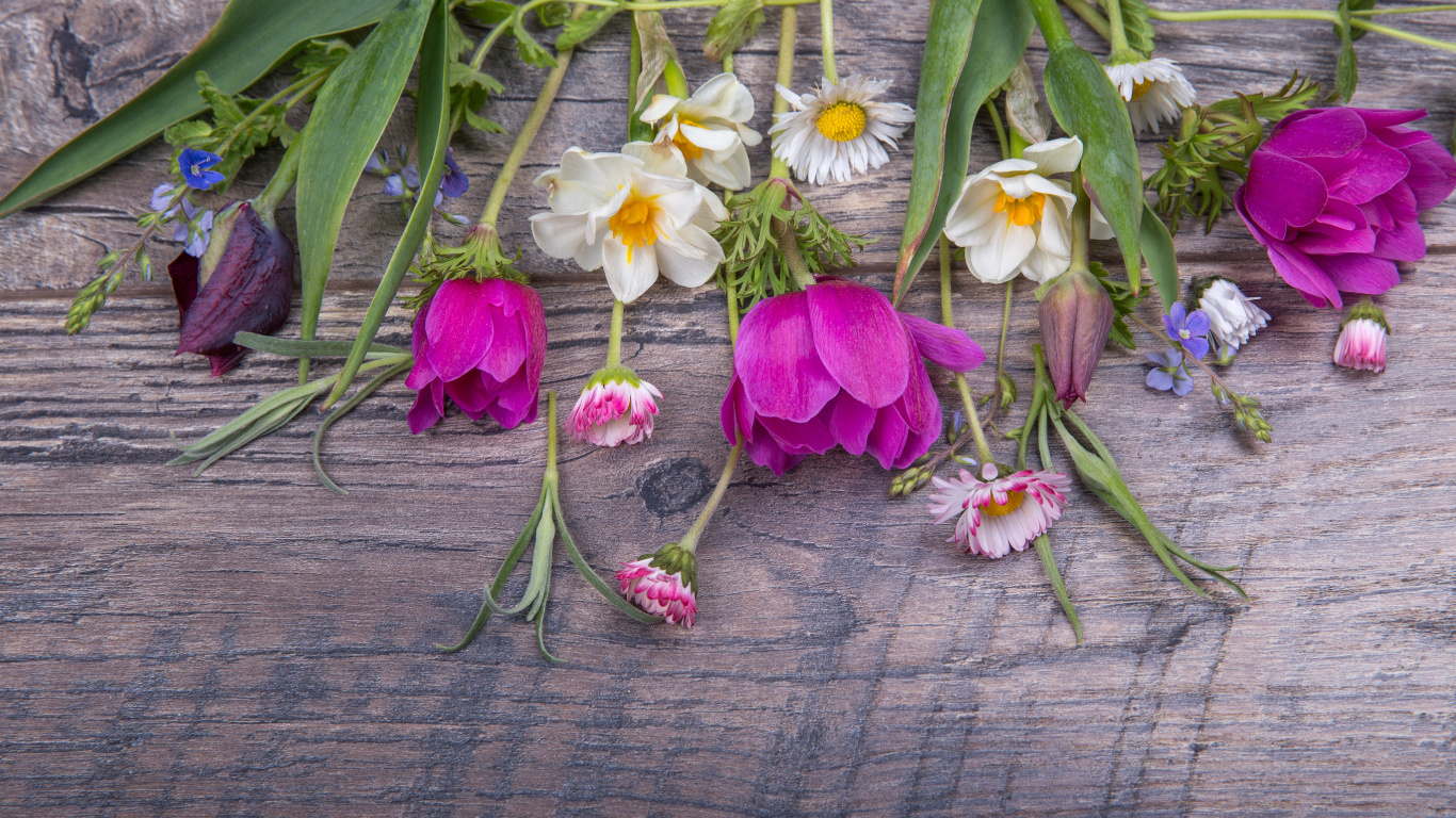 下载 1366x768 壁纸 菌群, 花卉设计, 切花, 紫罗兰色, 性质 菌群, 花卉设计, 切花, 紫罗兰色, 性质 壁纸 1366x768 允许