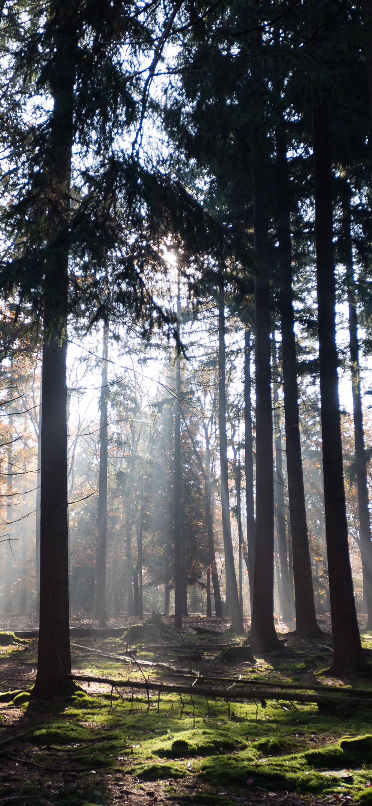 Atmosphäre, Ökoregion, Naturlandschaft, Holz, Branch. Wallpaper in 1242x2688 Resolution
