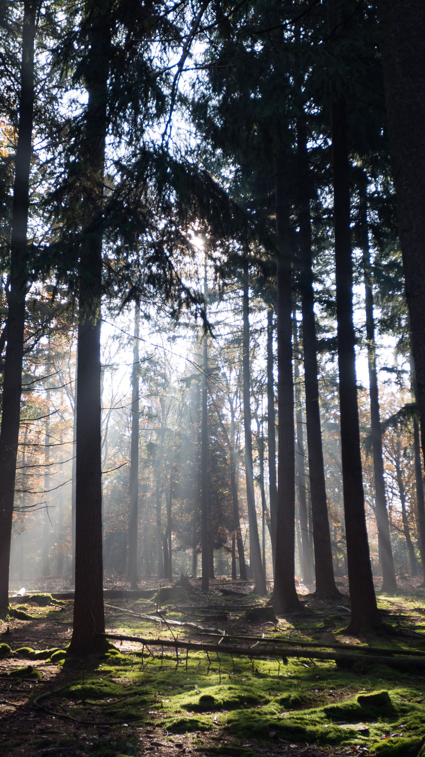 Atmosphäre, Ökoregion, Naturlandschaft, Holz, Branch. Wallpaper in 1440x2560 Resolution