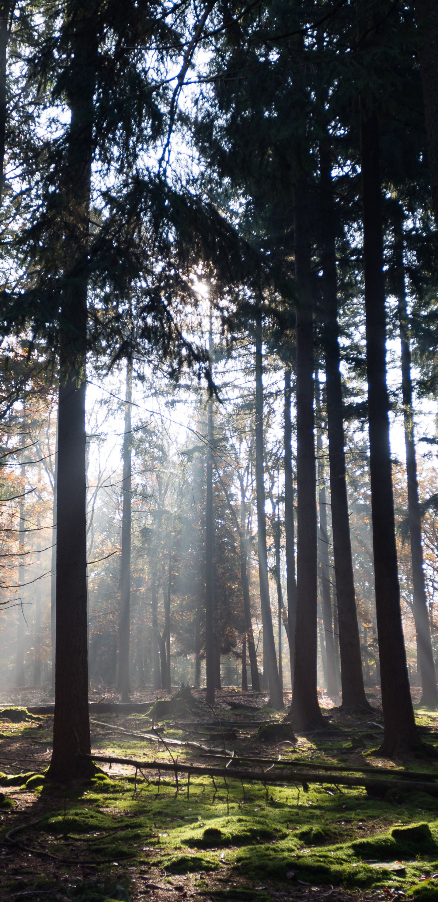 Atmosphäre, Ökoregion, Naturlandschaft, Holz, Branch. Wallpaper in 1440x2960 Resolution