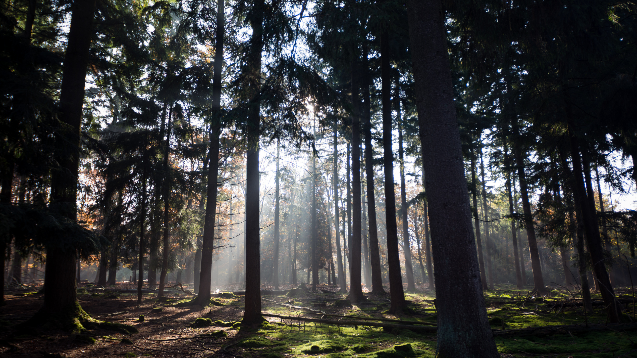 Atmosphäre, Ökoregion, Naturlandschaft, Holz, Branch. Wallpaper in 2560x1440 Resolution