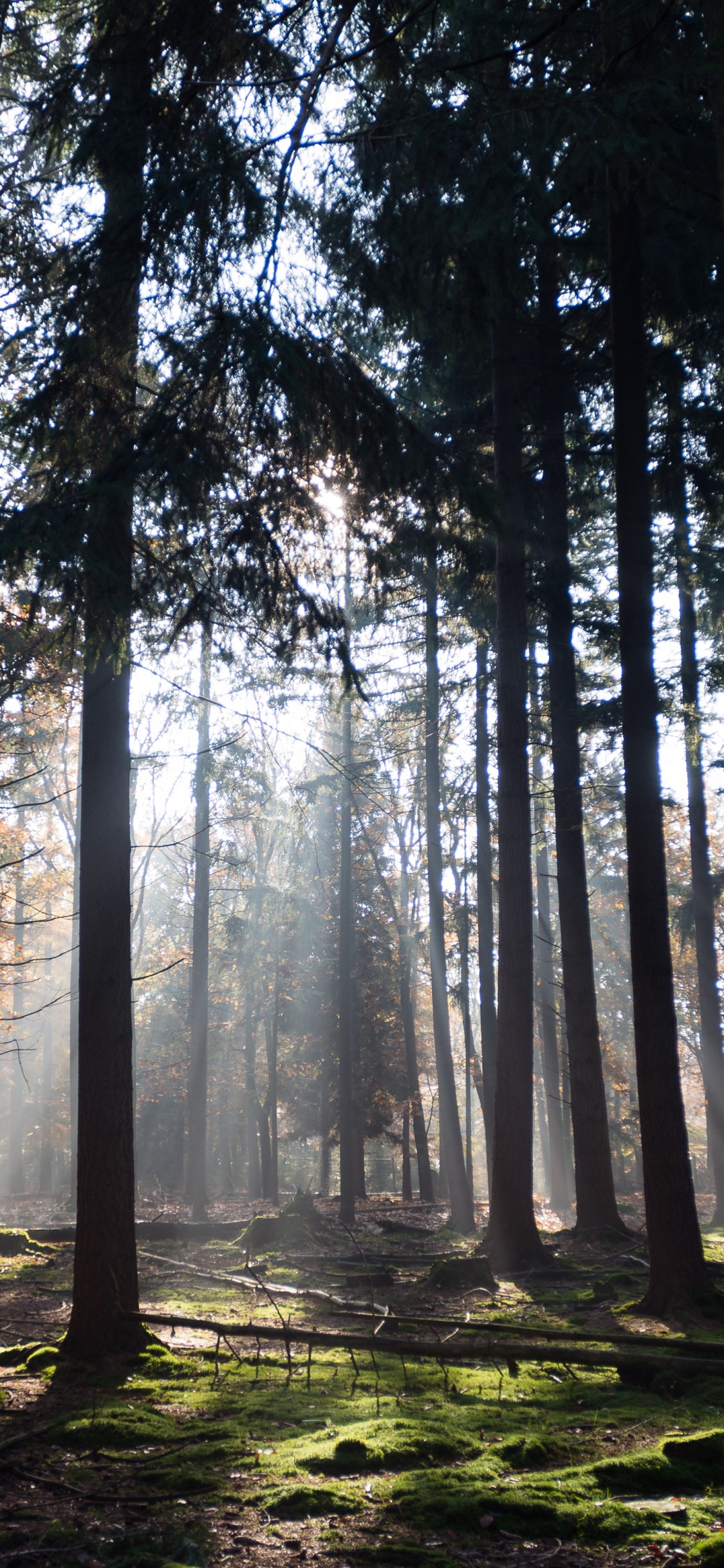 Plant, Atmosphere, Ecoregion, Natural Landscape, Wood. Wallpaper in 1125x2436 Resolution
