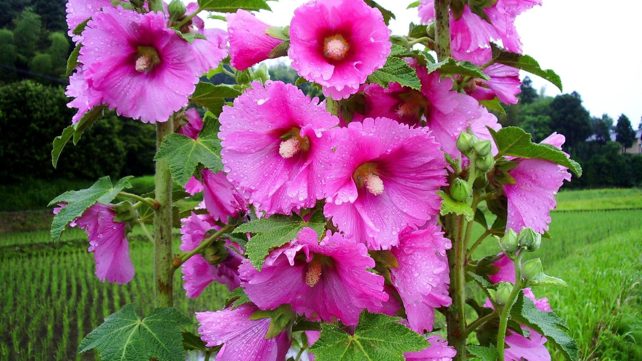 Flores Rosadas Con Hojas Verdes. Wallpaper in 1280x720 Resolution