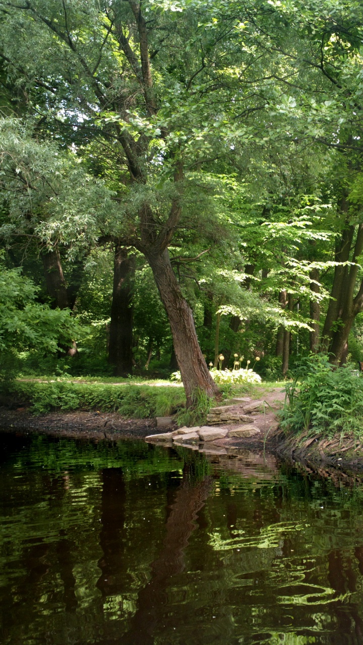 Green Trees Beside River During Daytime. Wallpaper in 720x1280 Resolution