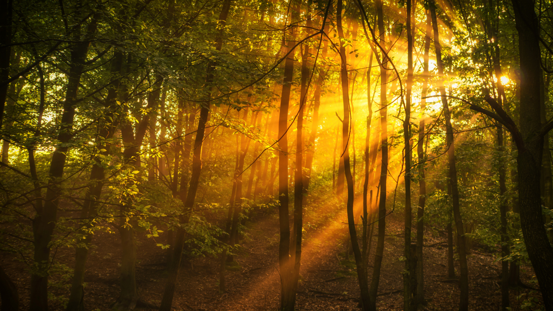 Download 1920x1080 Wallpaper Les Rayons du Soleil Traversent Les Arbres Les Rayons du Soleil Traversent Les Arbres. Wallpaper in 1920x1080 Resolution
