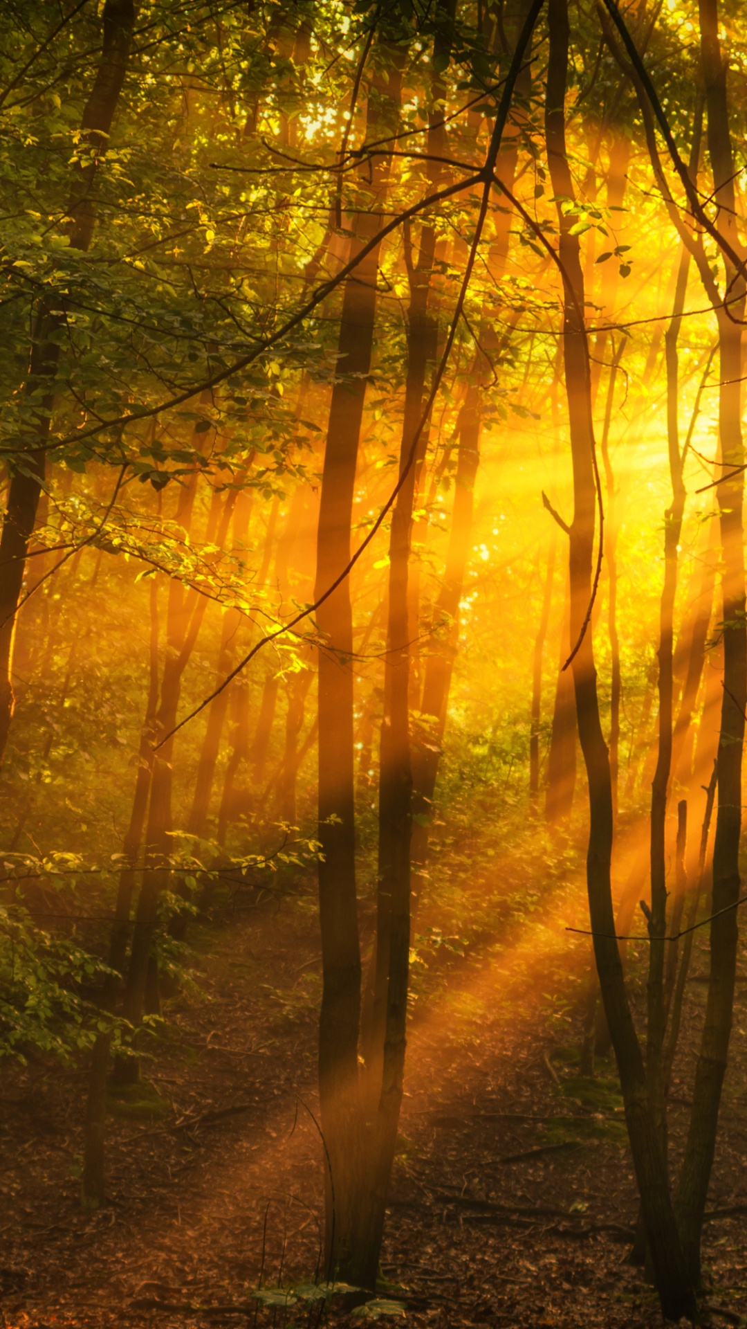 Sun Rays Coming Through Trees. Wallpaper in 1080x1920 Resolution