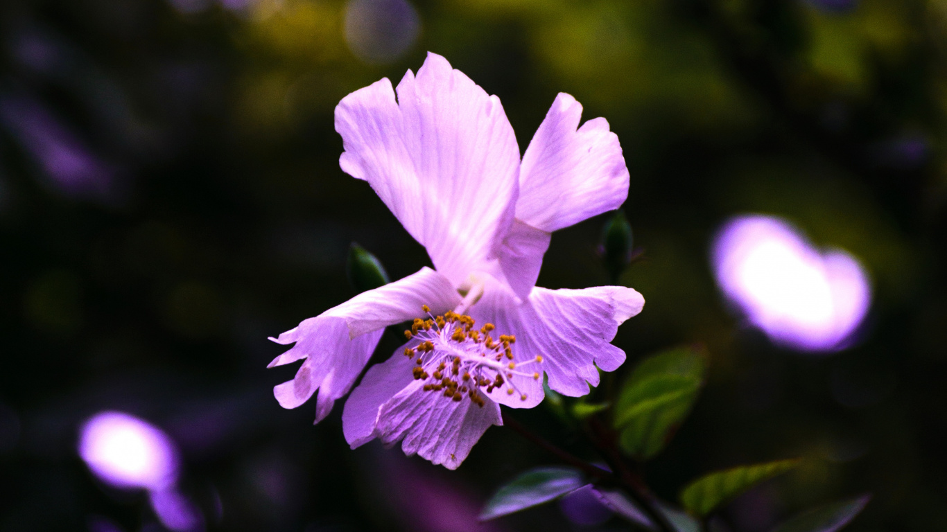 Flor Morada en Lente de Cambio de Inclinación. Wallpaper in 1366x768 Resolution