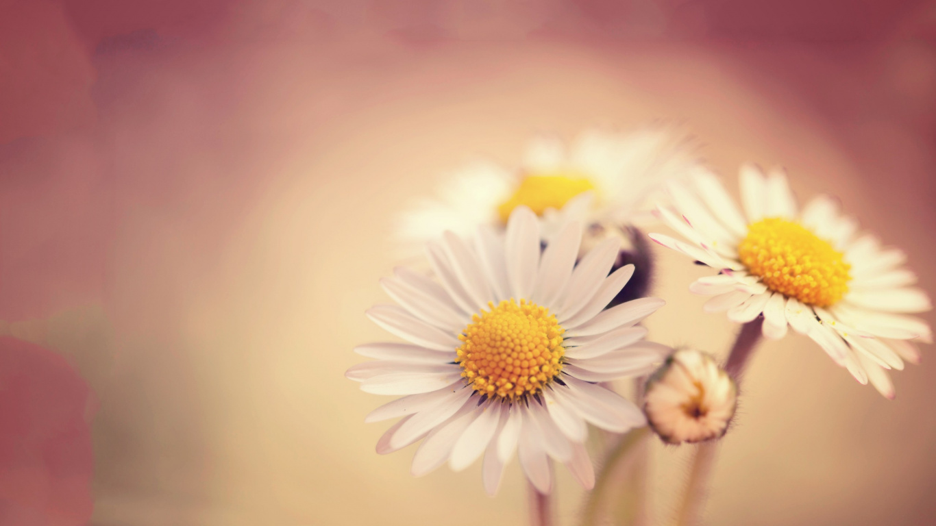 Margarita Blanca y Amarilla en Flor. Wallpaper in 1366x768 Resolution