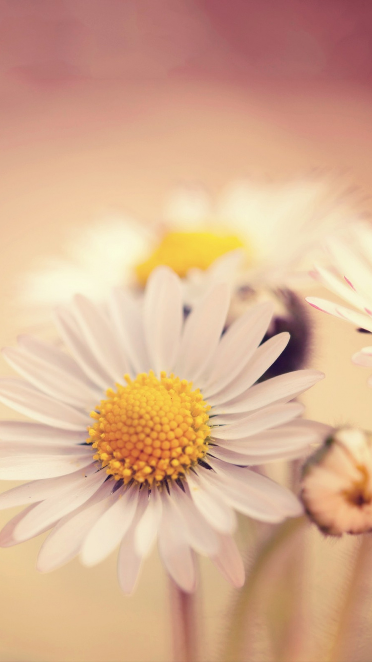 Marguerite Blanche et Jaune en Fleur. Wallpaper in 750x1334 Resolution