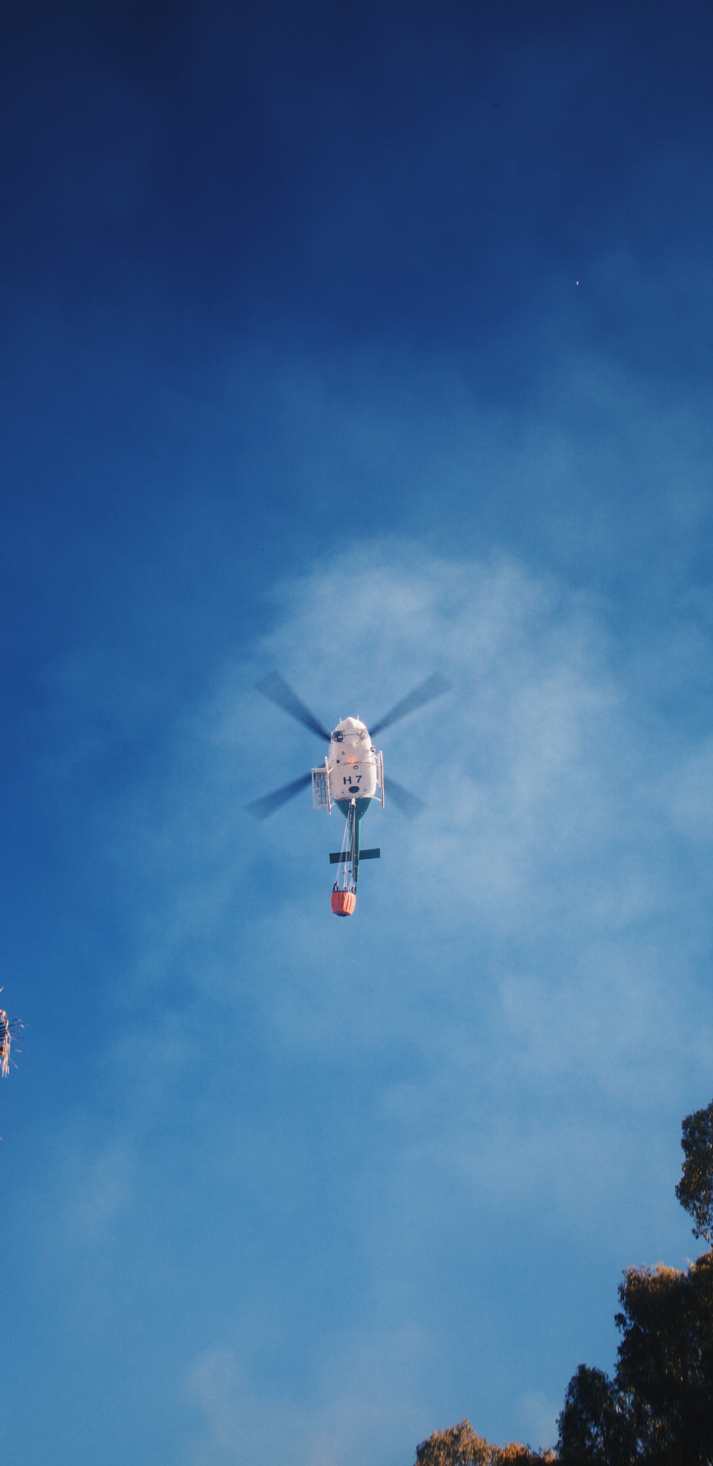White and Red Bird Flying Under Blue Sky During Daytime. Wallpaper in 1440x2960 Resolution