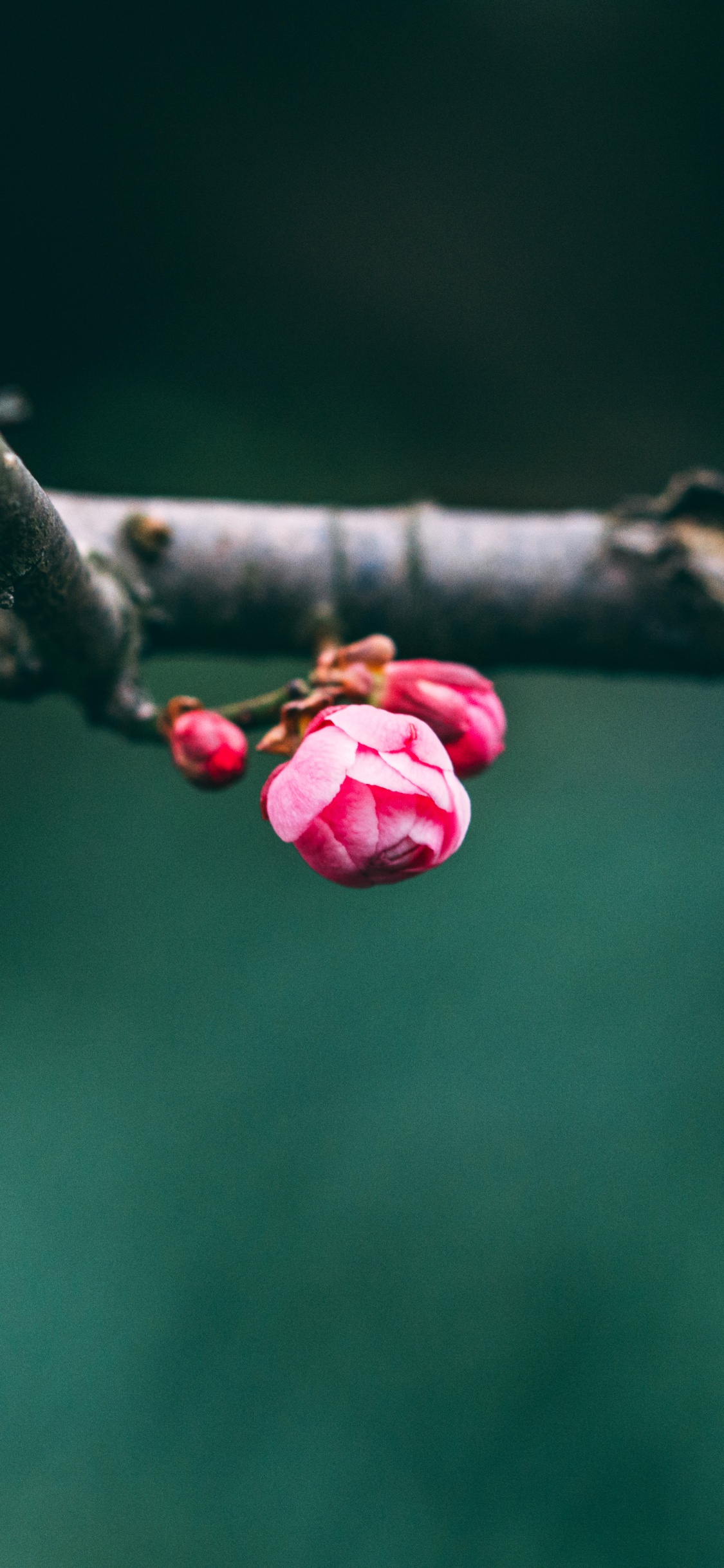 Pink Flower Buds in Tilt Shift Lens. Wallpaper in 1125x2436 Resolution