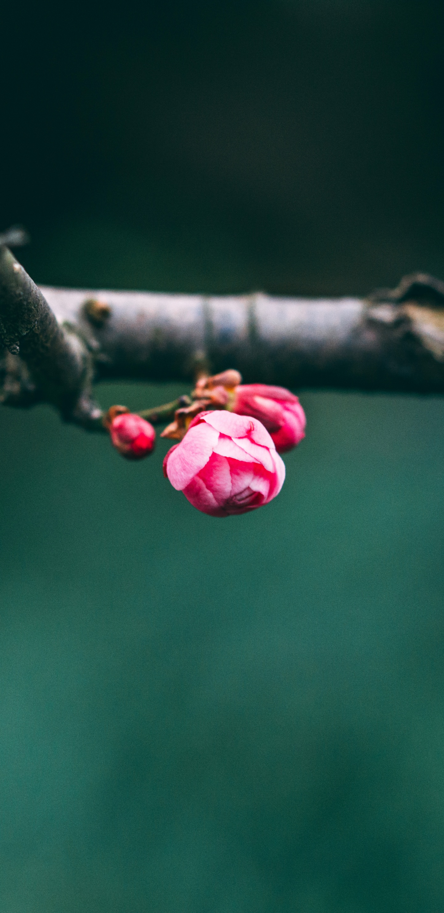 Pink Flower Buds in Tilt Shift Lens. Wallpaper in 1440x2960 Resolution