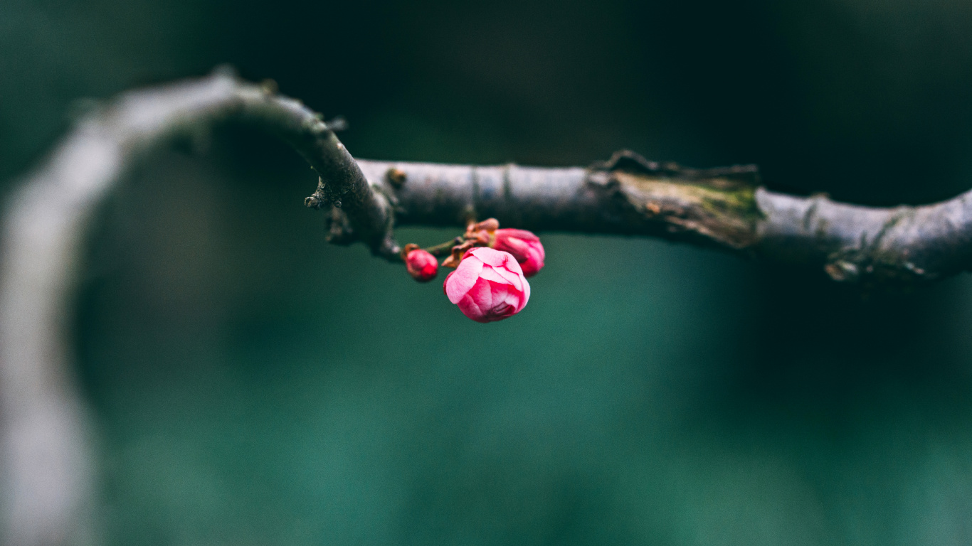 Rosa Blütenknospen in Tilt-Shift-Linse. Wallpaper in 1366x768 Resolution