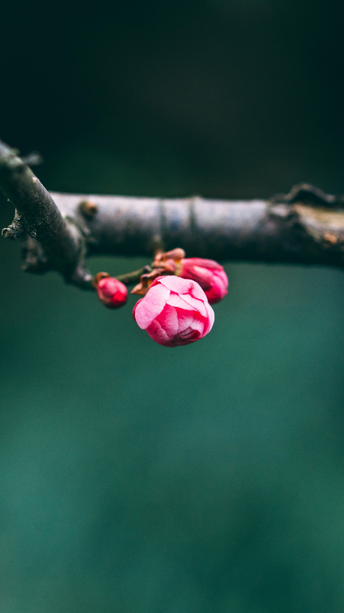 Rosa Blütenknospen in Tilt-Shift-Linse. Wallpaper in 1440x2560 Resolution