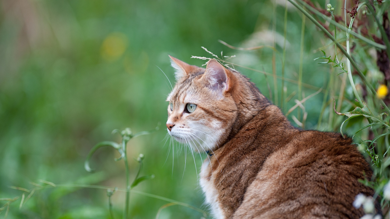 Chat Brun et Blanc Sur L'herbe Verte Pendant la Journée. Wallpaper in 1280x720 Resolution