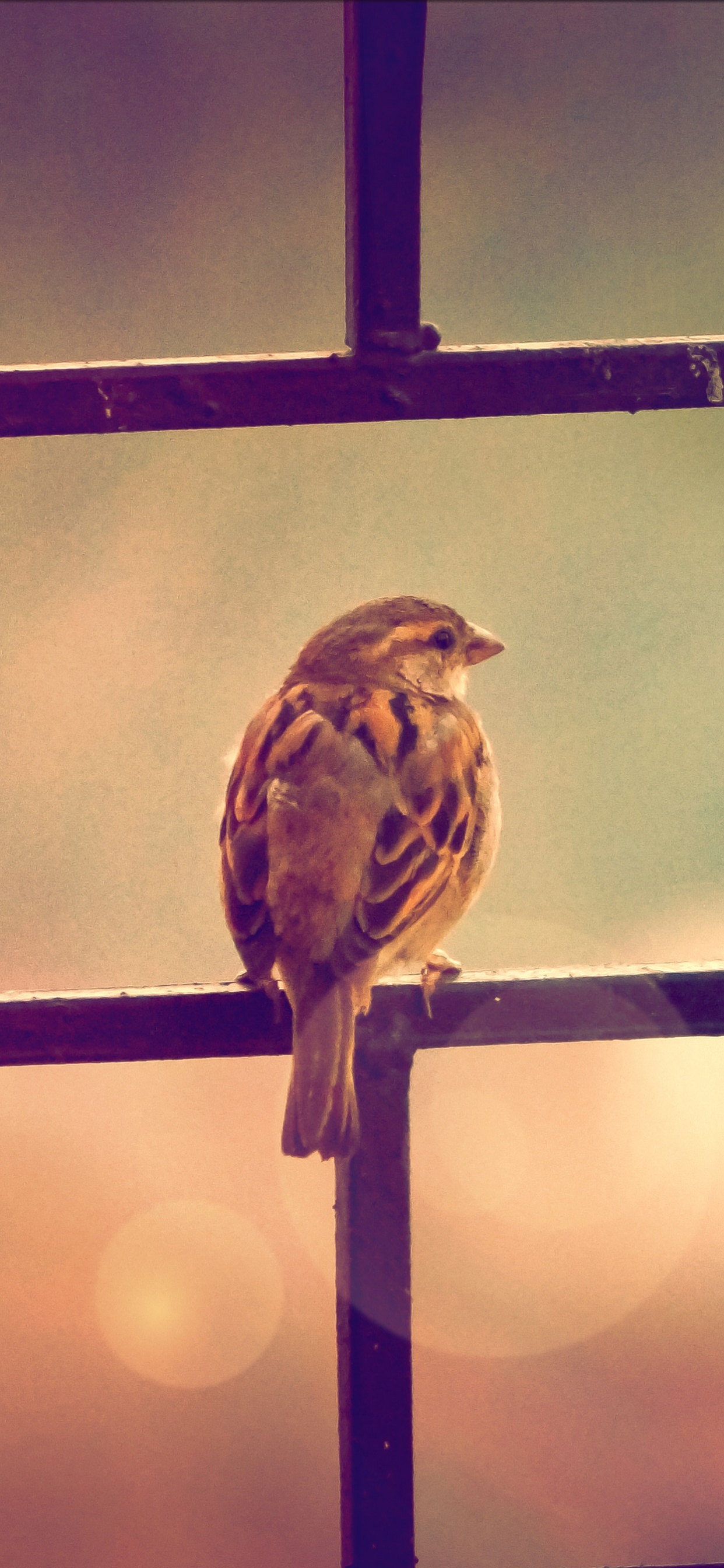 Brown and White Feathered Bird on Black Metal Fence. Wallpaper in 1242x2688 Resolution