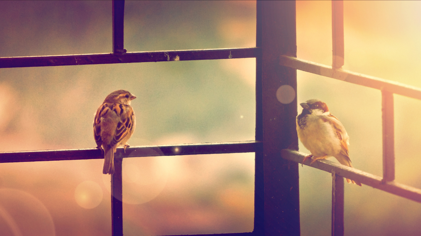 Brown and White Feathered Bird on Black Metal Fence. Wallpaper in 1366x768 Resolution