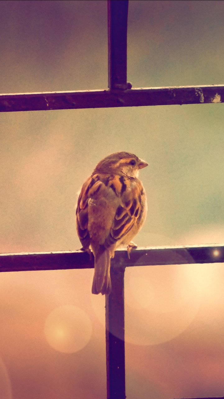 Brown and White Feathered Bird on Black Metal Fence. Wallpaper in 720x1280 Resolution