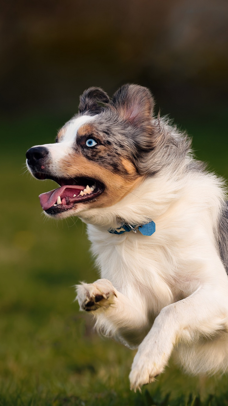 Miniature American Shepherd, Rough Collie, Australian Shepherd, Islandhund, Hunderasse. Wallpaper in 750x1334 Resolution