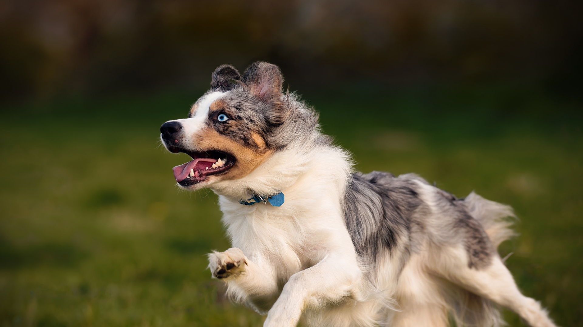 Miniatura De América Pastor, Rough Collie, Pastor Australiano, Perro de Pastor Islandés, Raza de Perro. Wallpaper in 1920x1080 Resolution