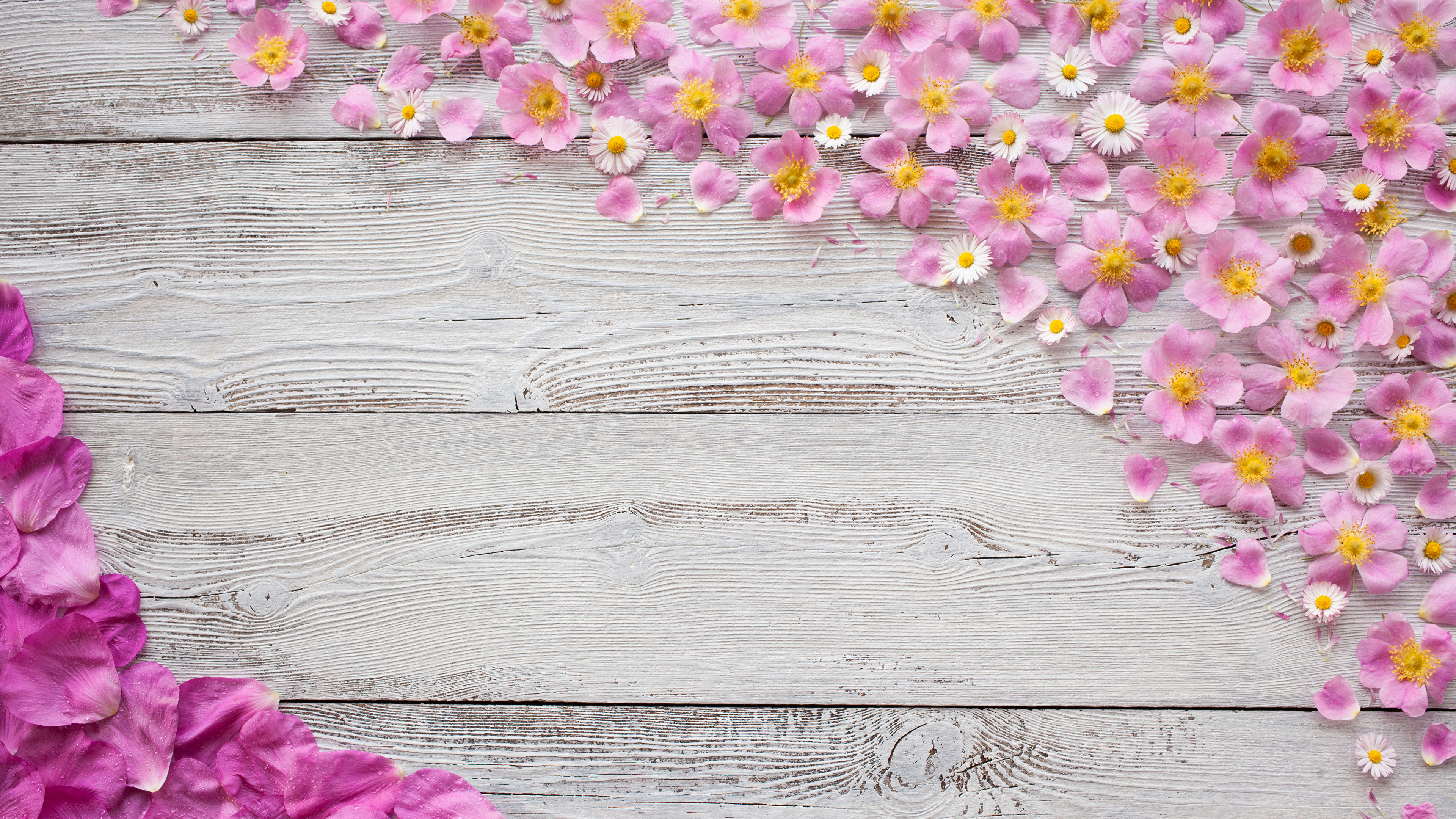 Lila Und Weiße Blüten Auf Grauer Holzoberfläche. Wallpaper in 3840x2160 Resolution