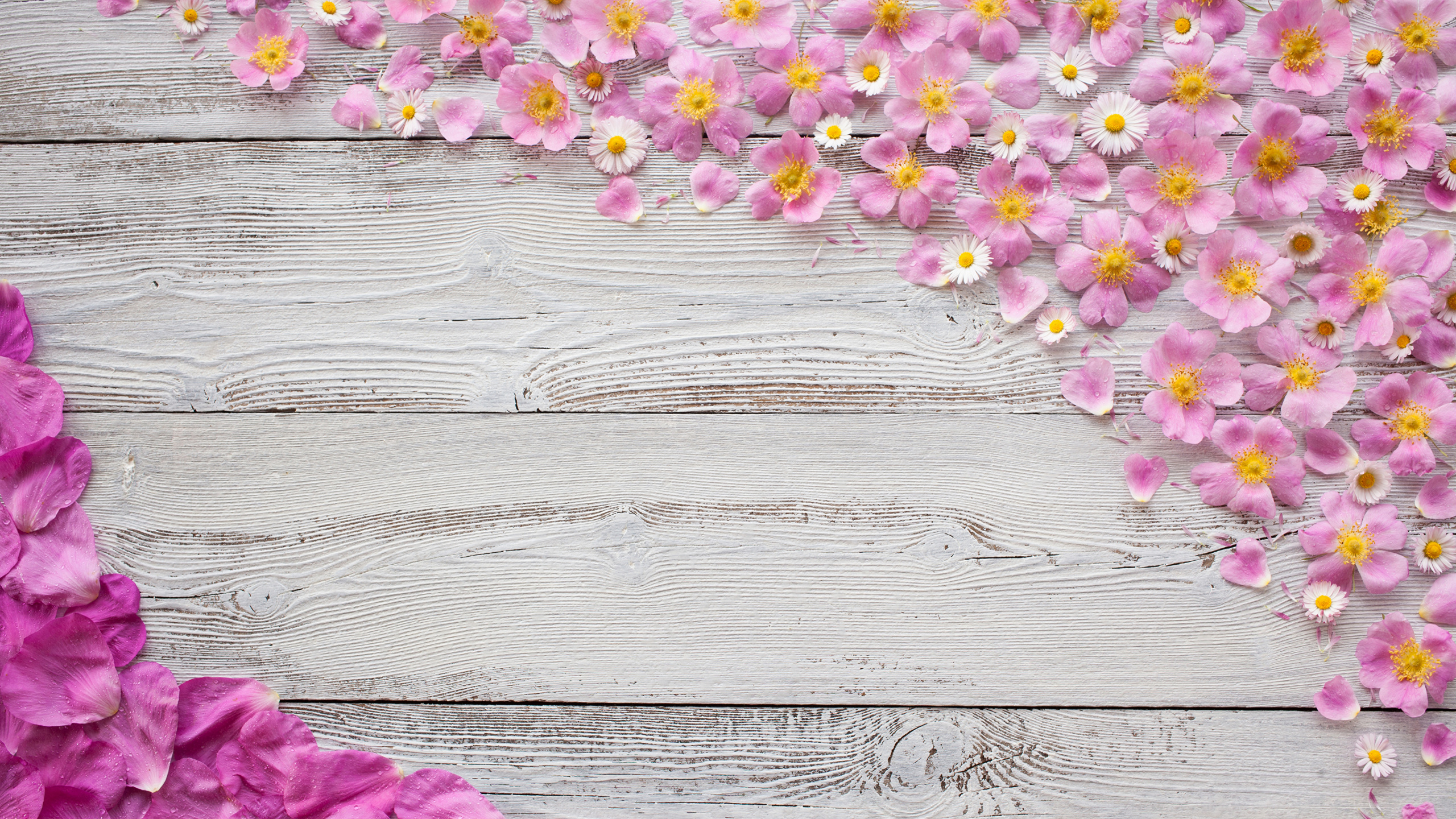 Purple and White Flowers on Gray Wooden Surface. Wallpaper in 2560x1440 Resolution