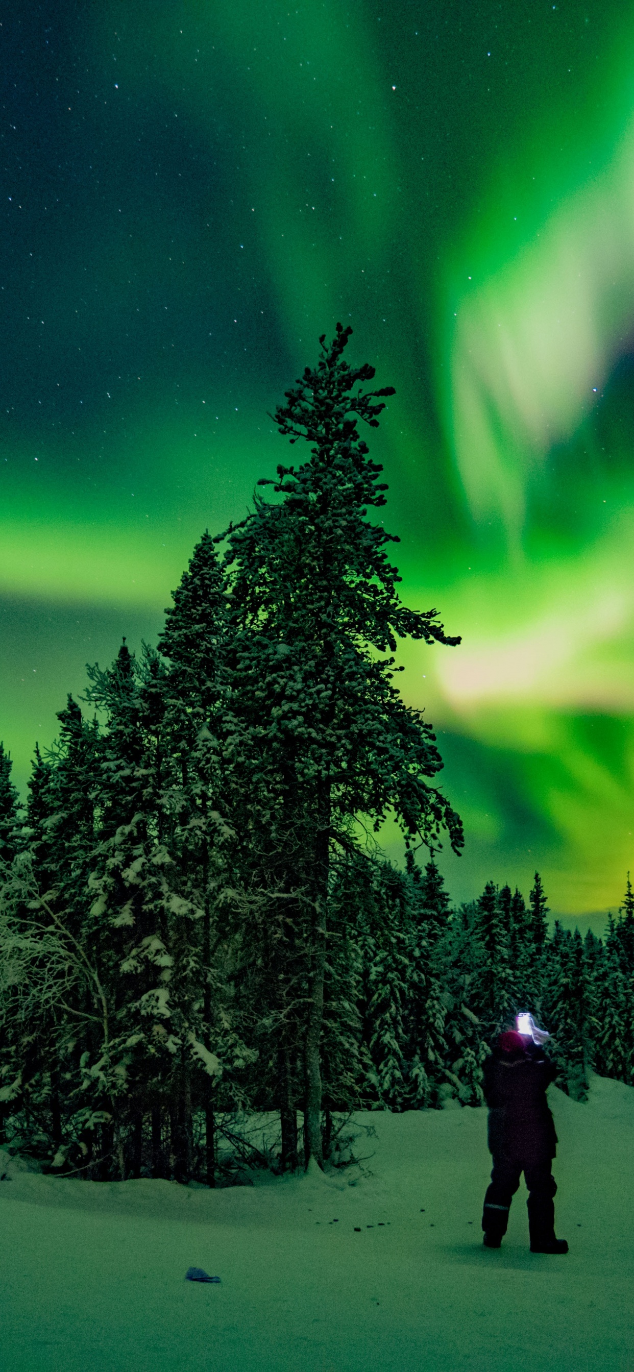 Las Luces Del Norte, Yellowknife, Aurora, Ambiente, Verde. Wallpaper in 1242x2688 Resolution