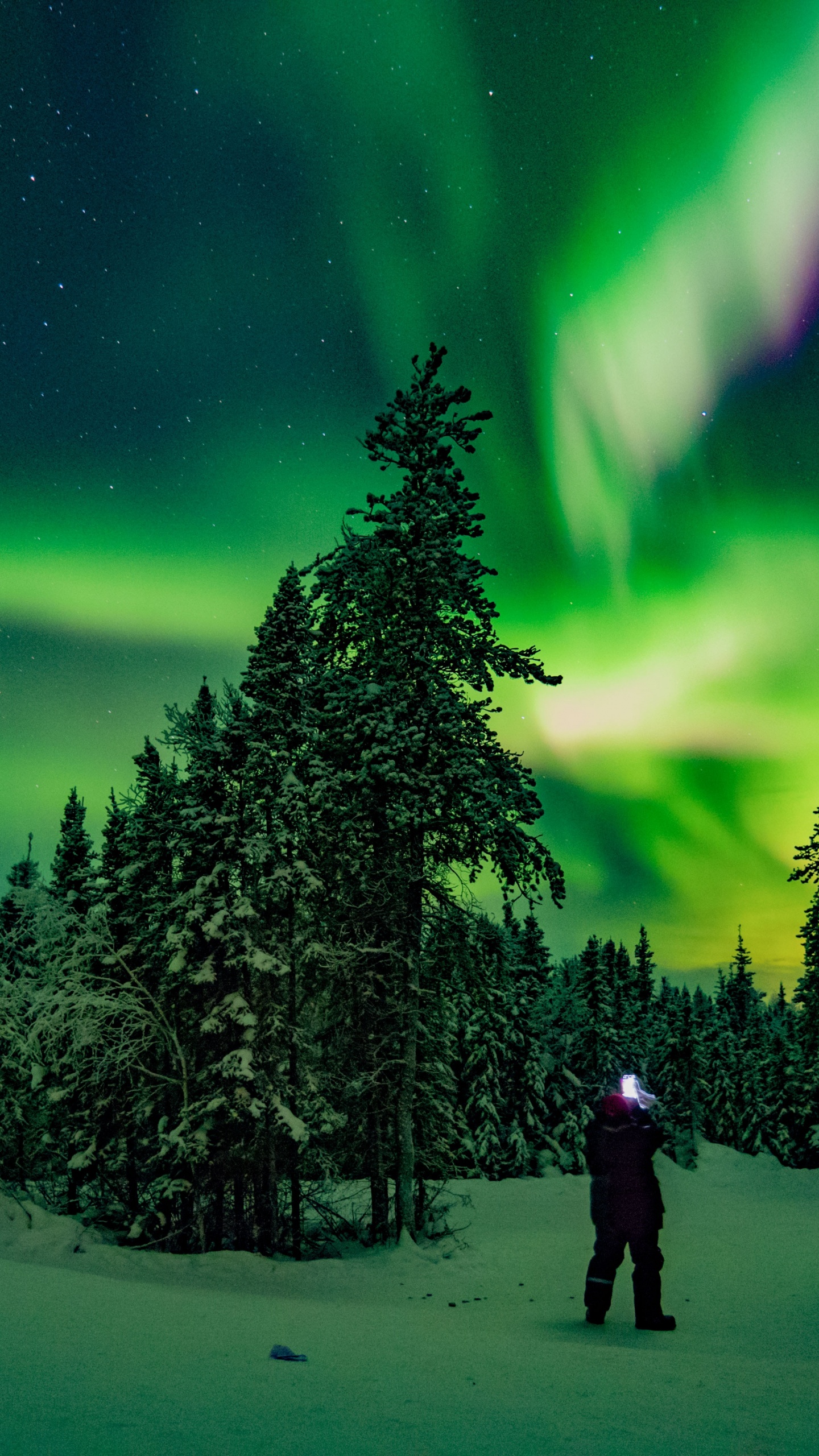 Northern Lights, Yellowknife, Aurora, Atmosphere, Plant. Wallpaper in 1440x2560 Resolution