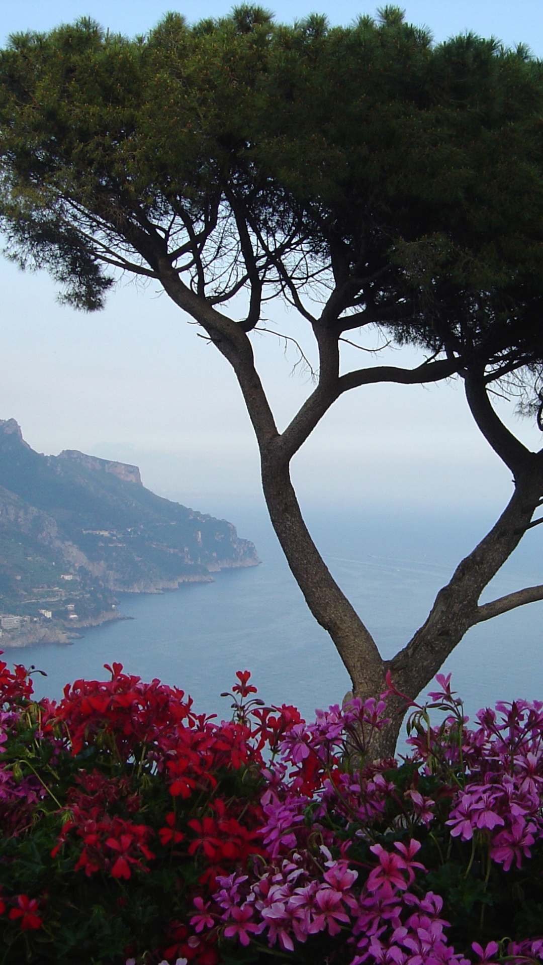 Grüner Baum Auf Einem Berg in Der Nähe Von Gewässern Tagsüber. Wallpaper in 1080x1920 Resolution