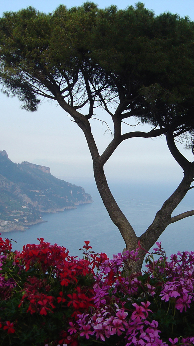 Grüner Baum Auf Einem Berg in Der Nähe Von Gewässern Tagsüber. Wallpaper in 750x1334 Resolution