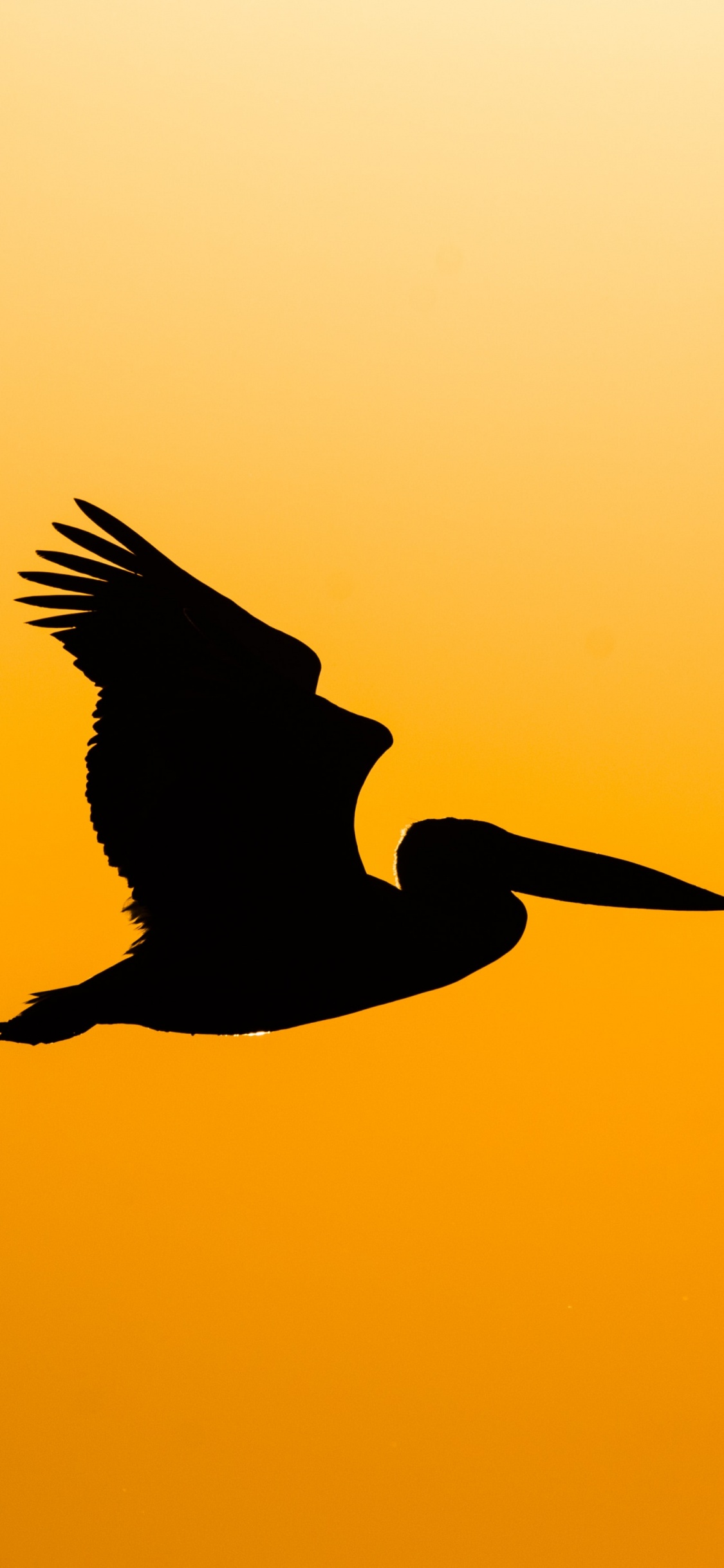 Silhouette of Bird Flying During Sunset. Wallpaper in 1125x2436 Resolution