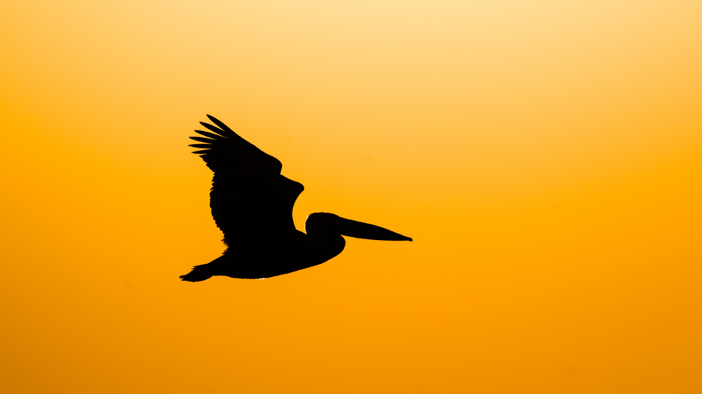 Silhouette of Bird Flying During Sunset. Wallpaper in 1366x768 Resolution