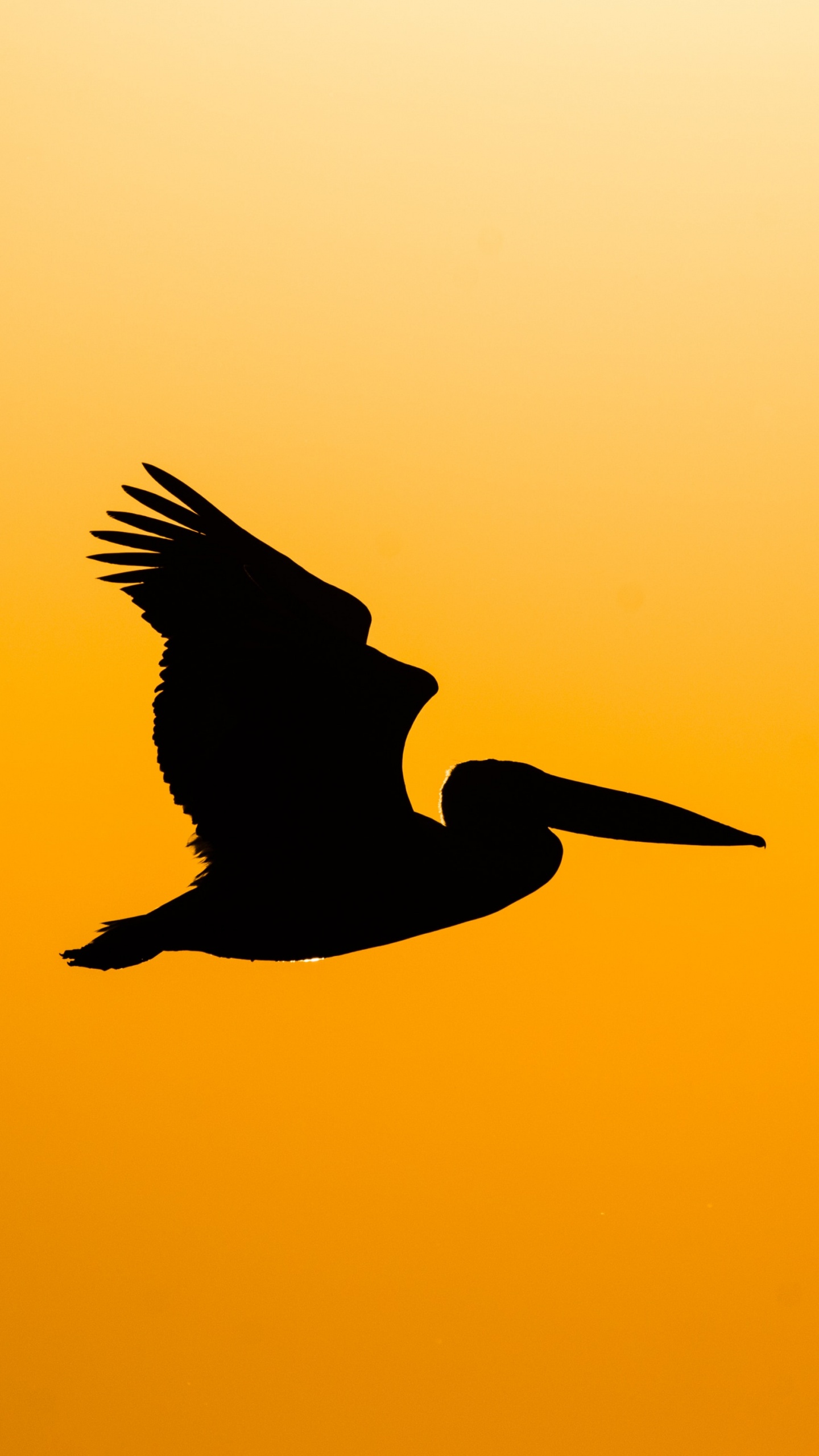 Silhouette of Bird Flying During Sunset. Wallpaper in 1440x2560 Resolution