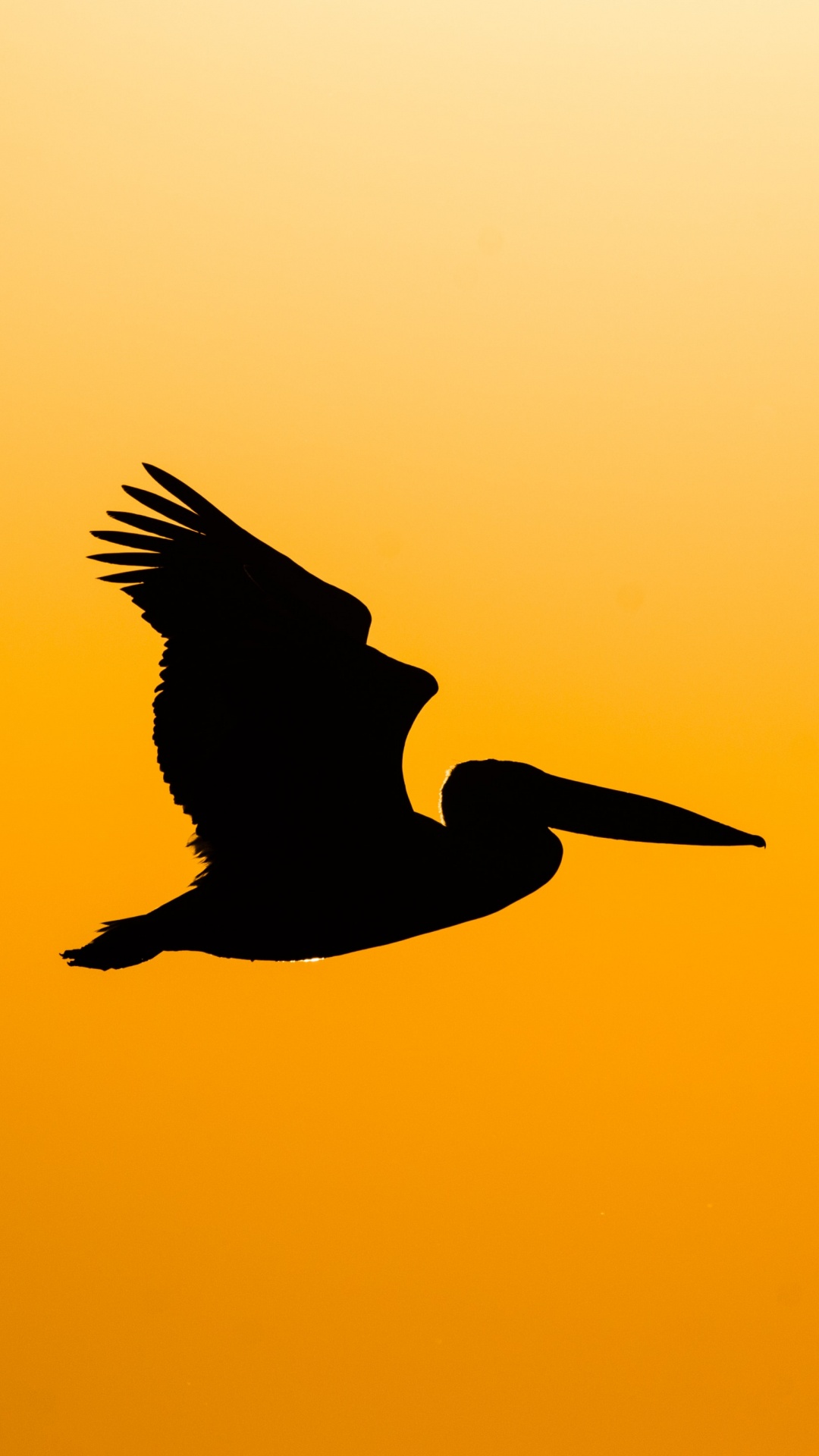 Silhouette Eines Vogels, Der Bei Sonnenuntergang Fliegt. Wallpaper in 1080x1920 Resolution
